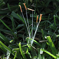 Thumbnail Picture of Kikuyu Grass