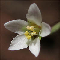 Thumbnail Picture of Small-flowered Dwarf-flax