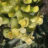 Thumbnail Picture of Astragalus pycnostachyus var. lanosissimus