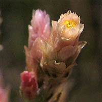 Thumbnail Picture of Pseudognaphalium ramosissimum