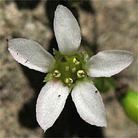Thumbnail Picture of Boykinia occidentalis