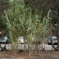 Thumbnail Picture of Arundo donax