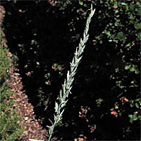 Thumbnail Picture of Elymus triticoides ssp. triticoides