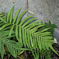 Thumbnail Picture of Sonoran Maiden Fern