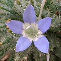 Thumbnail Picture of Navarretia mitracarpa