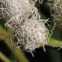 Thumbnail Picture of Ageratina adenophora