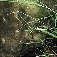 Thumbnail Picture of Ehrharta erecta