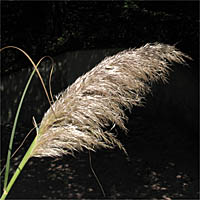 Thumbnail Picture of Uruguayan Pampas Grass
