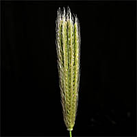 Thumbnail Picture of Feather Finger Grass