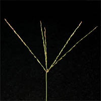Thumbnail Picture of Digitaria ciliaris var. ciliaris