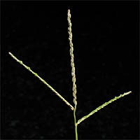 Thumbnail Picture of Digitaria ischaemum