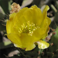 Thumbnail Picture of Opuntia ficus-indica