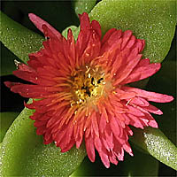 Thumbnail Picture of Heartleaf Iceplant