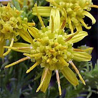 Thumbnail Picture of Ericameria pinifolia