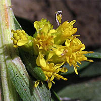 Thumbnail Picture of Southern Goldenrod