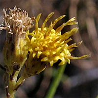 Thumbnail Picture of Ericameria arborescens