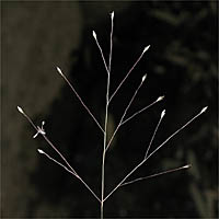 Thumbnail Picture of Muhlenbergia asperifolia