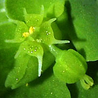 Thumbnail Picture of Petty Spurge