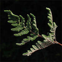 Thumbnail Picture of Notholaena californica