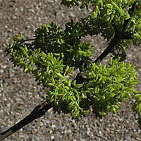 Thumbnail Picture of Fraxinus uhdei