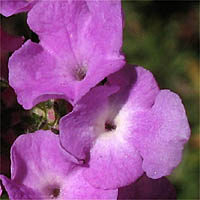 Thumbnail Picture of Lantana montevidensis