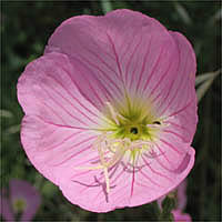 Thumbnail Picture of Oenothera speciosa