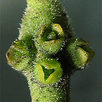 Thumbnail Picture of Phoradendron leucarpum ssp. macrophyllum