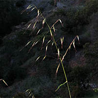 Thumbnail Picture of Slender Wild Oats