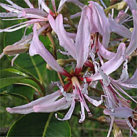 Thumbnail Picture of Calodendrum capense