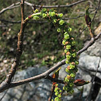 Thumbnail Picture of Populus trichocarpa