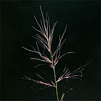 Thumbnail Picture of Littleseed Muhly