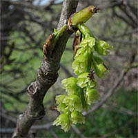 Thumbnail Picture of Populus fremontii ssp. fremontii