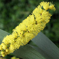 Thumbnail Picture of Acacia longifolia