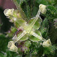 Thumbnail Picture of Dwarf Nettle