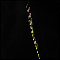 Thumbnail Picture of Rat-tail Fescue