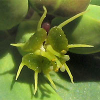 Thumbnail Picture of Euphorbia terracina