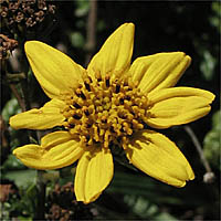 Thumbnail Picture of Bahiopsis laciniata