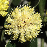 Thumbnail Picture of Acacia melanoxylon