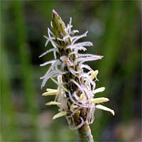 Thumbnail Picture of Pale Spikerush