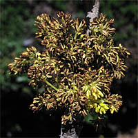 Thumbnail Picture of Fraxinus velutina