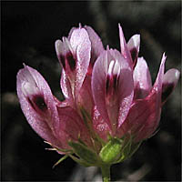 Thumbnail Picture of Trifolium depauperatum var. truncatum