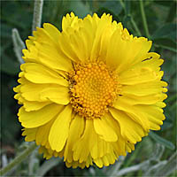 Thumbnail Picture of Many-Flowered Desert-Marigold