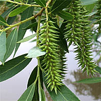 Thumbnail Picture of Salix lasiandra var. lasiandra