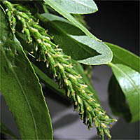 Thumbnail Picture of Salix gooddingii