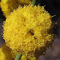 Thumbnail Picture of Golden Wreath Wattle