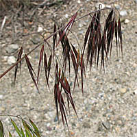 Thumbnail Picture of Cheat Grass