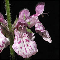 Thumbnail Picture of Stachys rigida var. quercetorum