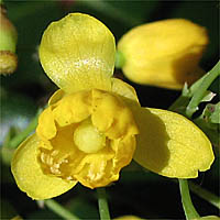 Thumbnail Picture of California Barberry
