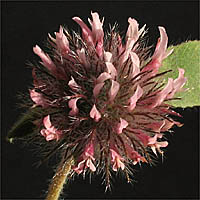 Thumbnail Picture of Trifolium hirtum
