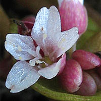 Thumbnail Picture of Claytonia parviflora ssp. parviflora